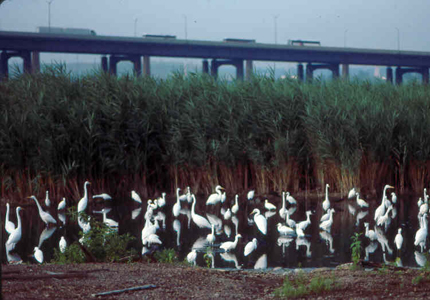 Herons and egrets within the Arthur Kill watershed