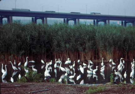 Herons and egrets within the Arthur Kill watershed