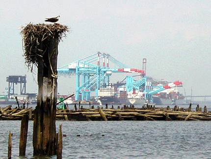 Osprey in Arthur Kill