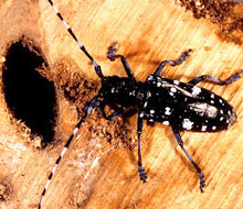 asian longhorned beetle, via Wikipedia