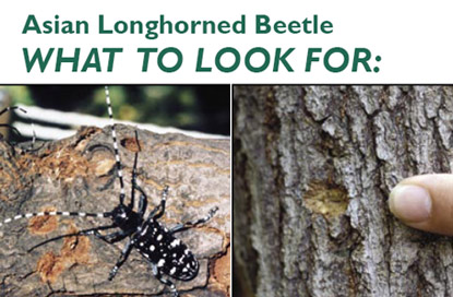 asian longhorned beetle warning from the US Forest Service