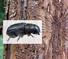 dutch elm beetle, via Wikipedia