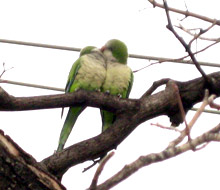 quaker parrot photo by Wally G