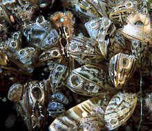Zebra Mussels, photo from Wikipedia