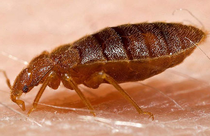 Council Takes a Bite Out of Bed Bugs