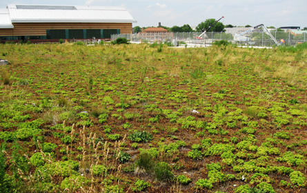 green roof