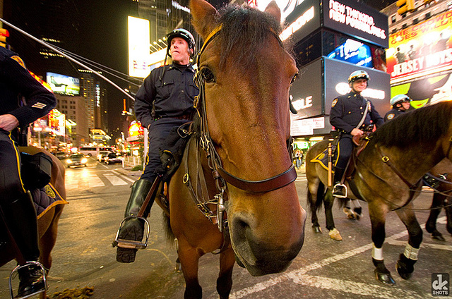 NYPD mounted