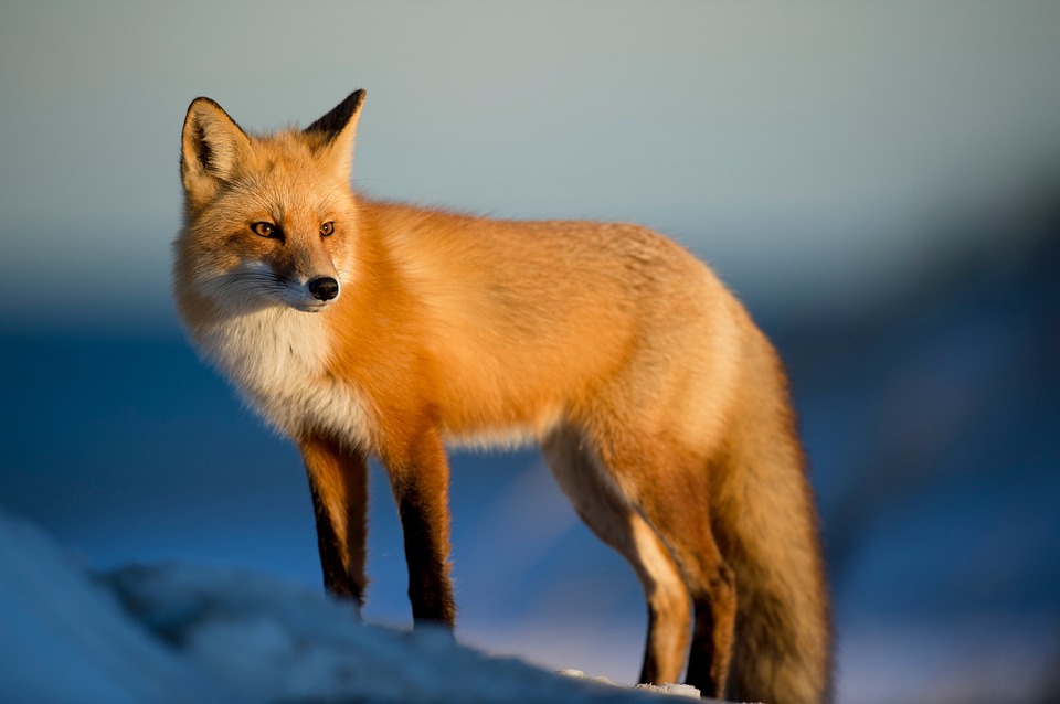 beaut fox