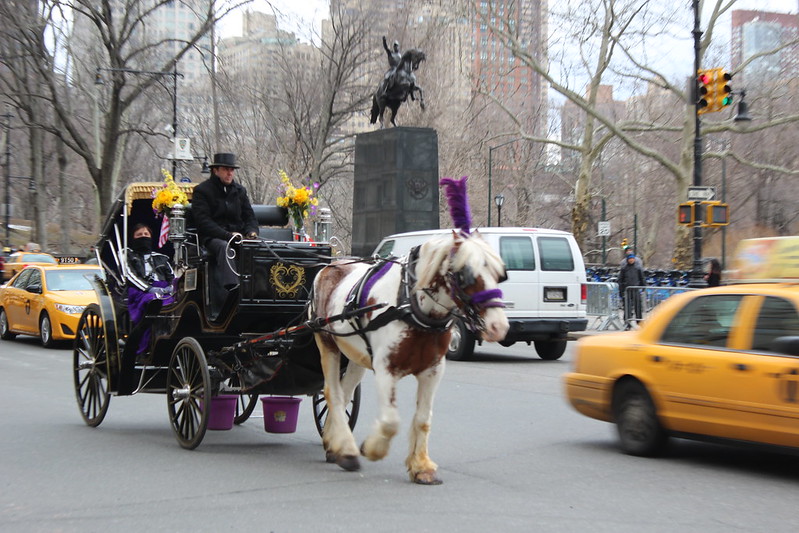 horse carriage rides