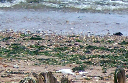 wolfes beach debris