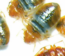 bedbugs, via Wikipedia