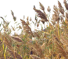 The Common Reed, photo from plant conservation alliance