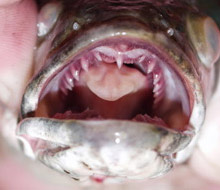 northernsnakehead, via Wikipedia