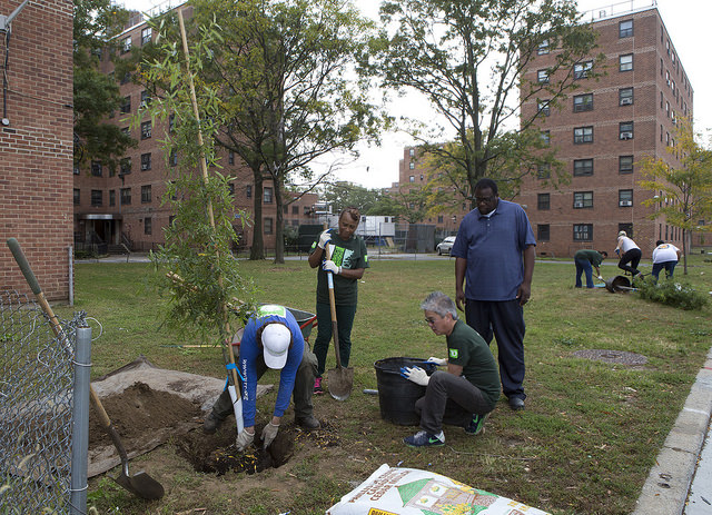 nycha tree-planting