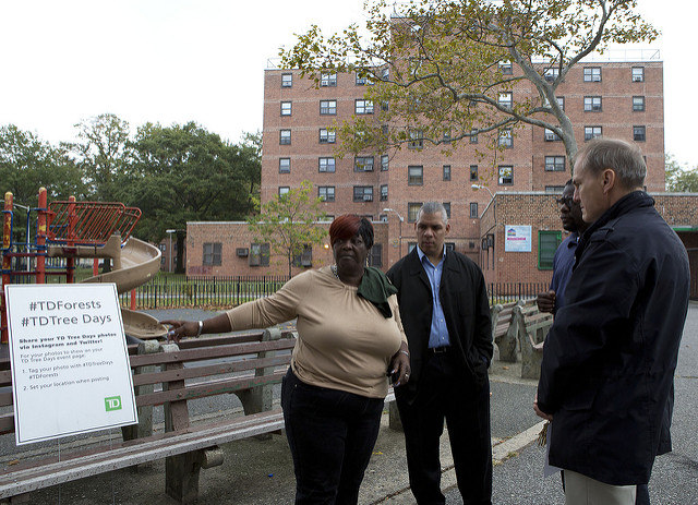 NYCHA trees building people