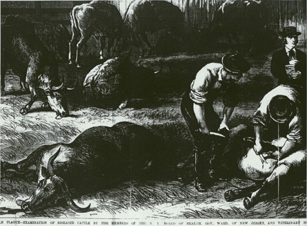 BOH-Cattle-lg