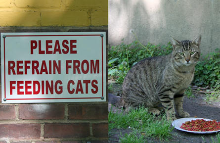 do not feed cats