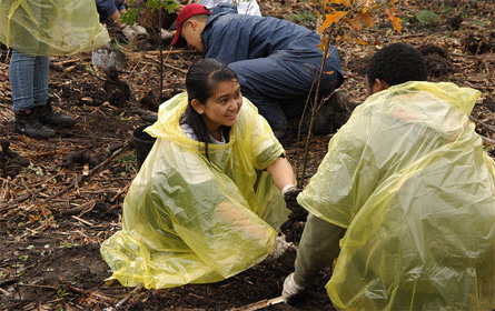 tree planting