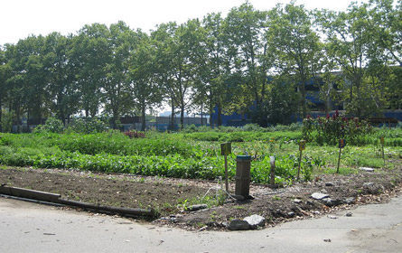 vegetables