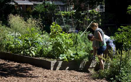 community garden