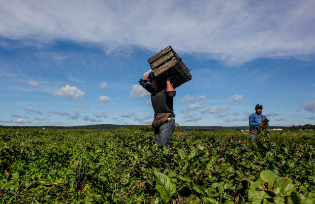 farm workers wnyc